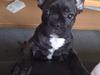 Fransk bulldog Tonzer