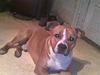 Amerikansk staffordshire terrier /Amstaff. Skurk