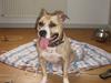 Amerikansk staffordshire terrier Hera