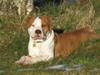 Amerikansk staffordshire terrier Basse <3 †Himmelhund† [ Himmelhund]