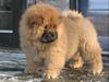 Chow chow Stagebo's X-Factor(Magnus