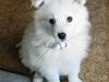 Samojedhund Kiwi  (hvalp)