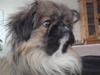 Pekingeser Baby