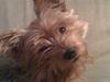 Yorkshire terrier Chi Chi