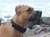 Amerikansk staffordshire terrier Buzkaa