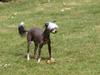 Chinese crested hårløs Yin- Shing.Sun
