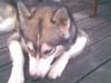 Alaskan malamute Snusen