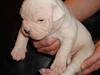Amerikansk bulldog Kong Carnes Boris.
