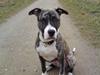 Amerikansk staffordshire terrier coda
