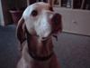 Vizsla Platon