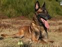 Malinois Arick du Domaine St. Loup