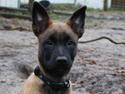 Malinois Amyra vom gelben Diamant