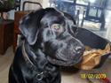 Labrador retriever Balder