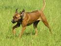 Rhodesian ridgeback Kuzonga's Eunike - R.I.P.
