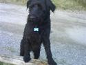 Riesenschnauzer willum 21/10-2007- 14/11-2018 ??