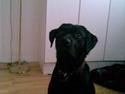 Labrador retriever - Futte ' Rest In Peace