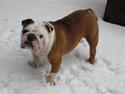 Engelsk bulldog Ludvig