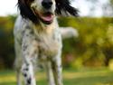 Engelsk setter Nanna