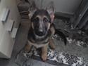 Schæferhund Alderslyst Xandra (Chili)