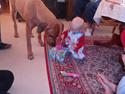 Rhodesian ridgeback Tessa