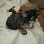 Shih tzu Muffin