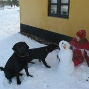 Labrador retriever Jackson