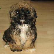 Shih tzu Muffin