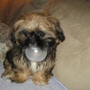 Shih tzu Muffin