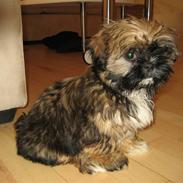 Shih tzu Muffin