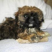 Shih tzu Muffin