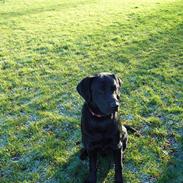 Labrador retriever Jackson