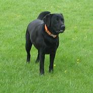 Labrador retriever Jackson