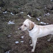 Labrador retriever sami