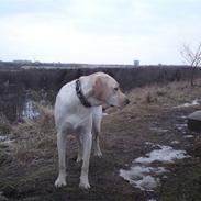 Labrador retriever sami