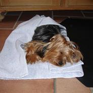 Yorkshire terrier "Nova"