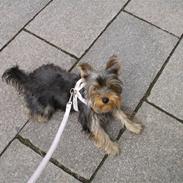 Yorkshire terrier Coco