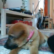 Blanding af racer Zita babz<3