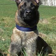 Malinois Arick du Domaine St. Loup