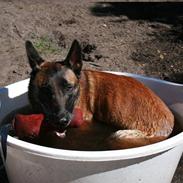 Malinois Arick du Domaine St. Loup