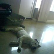 Amerikansk bulldog Coda  *solgt*