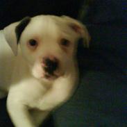 Amerikansk bulldog Coda  *solgt*