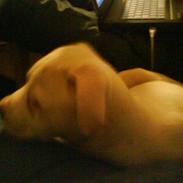 Amerikansk bulldog Coda  *solgt*