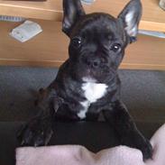 Fransk bulldog Tonzer