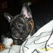 Fransk bulldog Tonzer