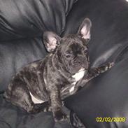 Fransk bulldog Tonzer