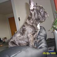 Fransk bulldog Tonzer