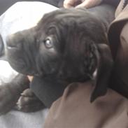 Amerikansk staffordshire terrier Nila