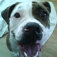 Olde english bulldogge Chevy