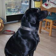 Labrador retriever Balder