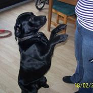 Labrador retriever Balder